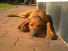 Rhodesian Ridgeback Hündin sucht neue Familie